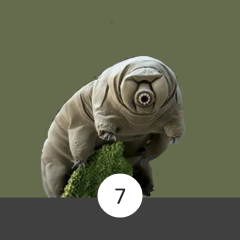 Water Bear